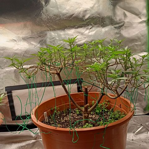 Shogun Rege growlog timeline photo