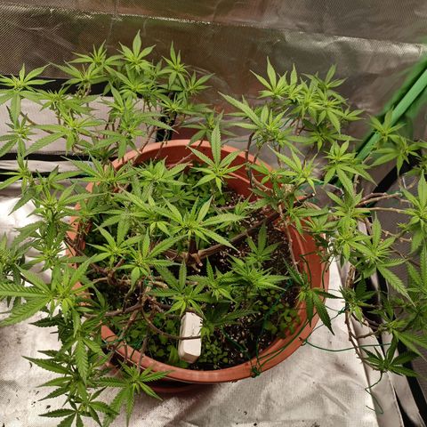 Shogun Rege growlog timeline photo