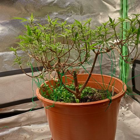 Shogun Rege growlog timeline photo