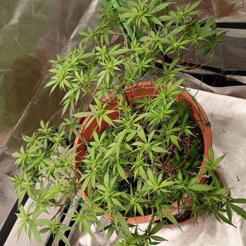 Shogun Rege growlog timeline photo
