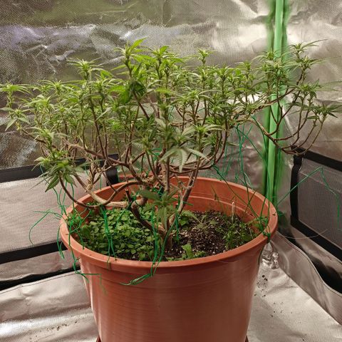 Shogun Rege growlog timeline photo