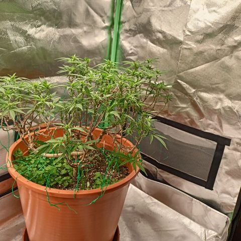 Shogun Rege growlog timeline photo