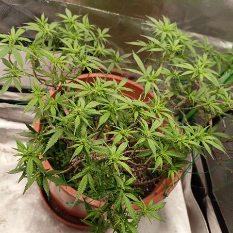Shogun Rege growlog timeline photo