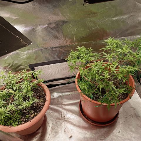 Shogun Rege growlog timeline photo