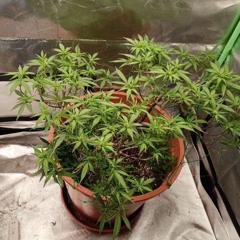 Shogun Rege growlog timeline photo