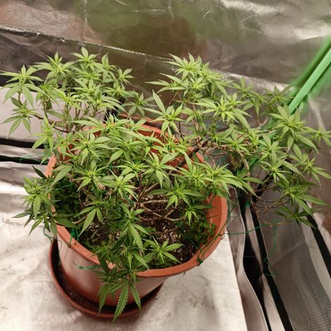 Shogun Rege growlog timeline photo