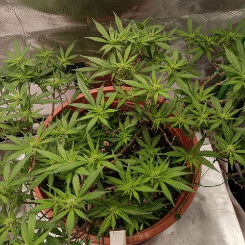 Shogun Rege growlog timeline photo
