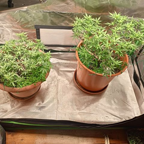 Shogun Rege growlog timeline photo
