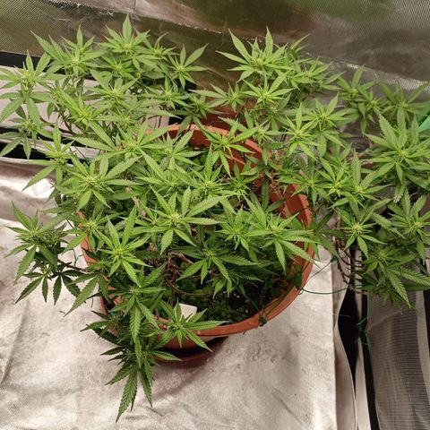 Shogun Rege growlog timeline photo