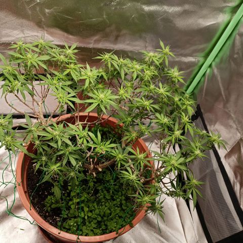 Shogun Rege growlog timeline photo