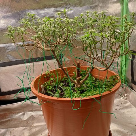 Shogun Rege growlog timeline photo