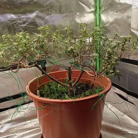 Shogun Rege growlog timeline photo