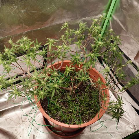 Shogun Rege growlog timeline photo