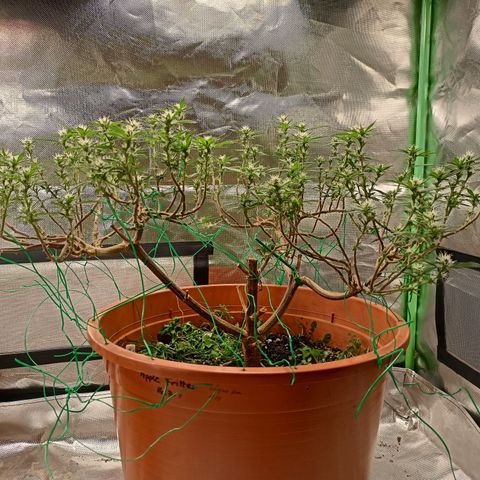 Shogun Rege growlog timeline photo