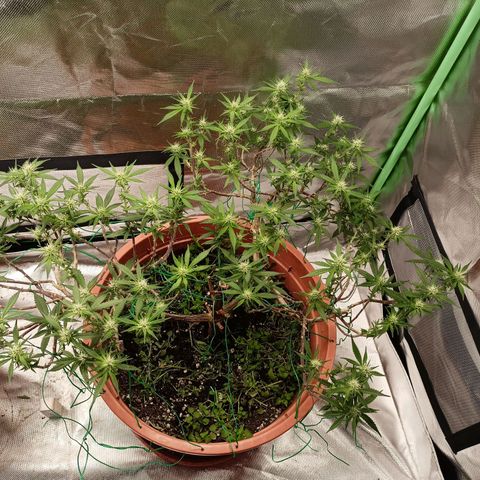 Shogun Rege growlog timeline photo