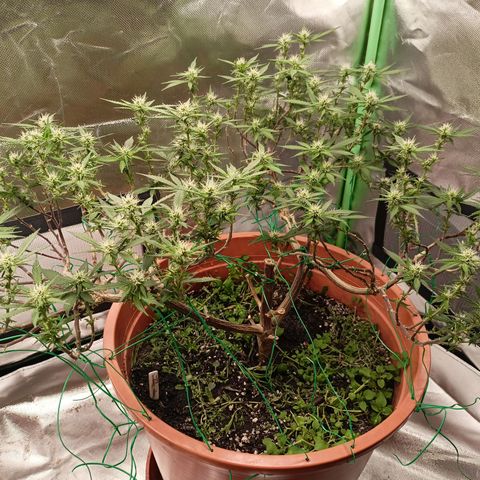 Shogun Rege growlog timeline photo