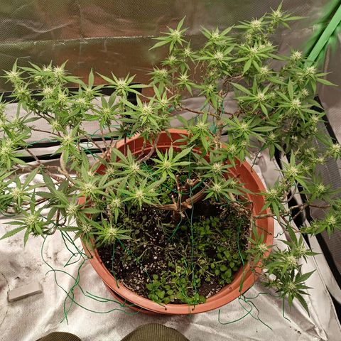 Shogun Rege growlog timeline photo