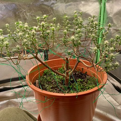 Shogun Rege growlog timeline photo
