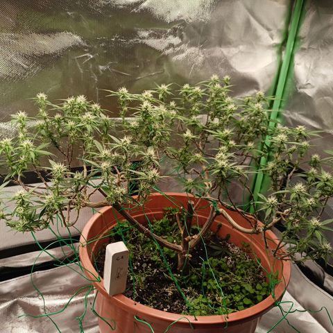 Shogun Rege growlog timeline photo
