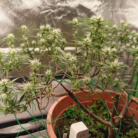Shogun Rege growlog timeline photo