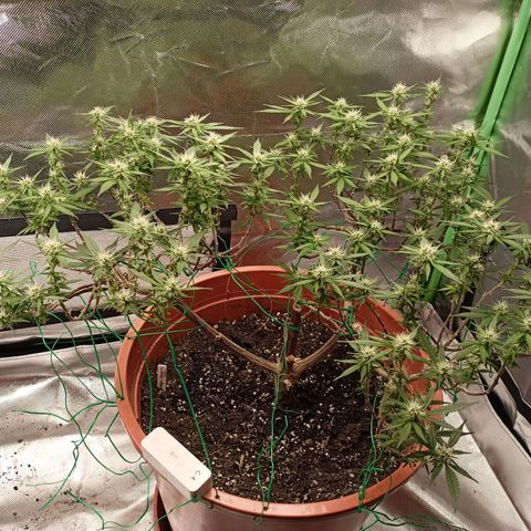 Shogun Rege growlog timeline photo