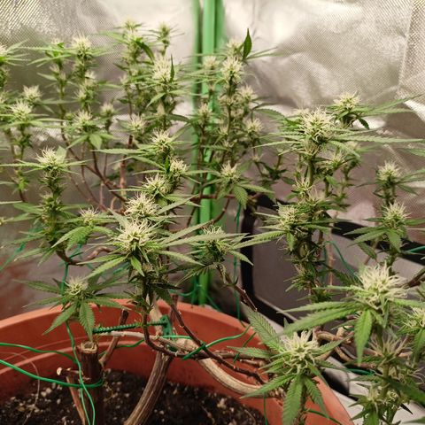 Shogun Rege growlog timeline photo