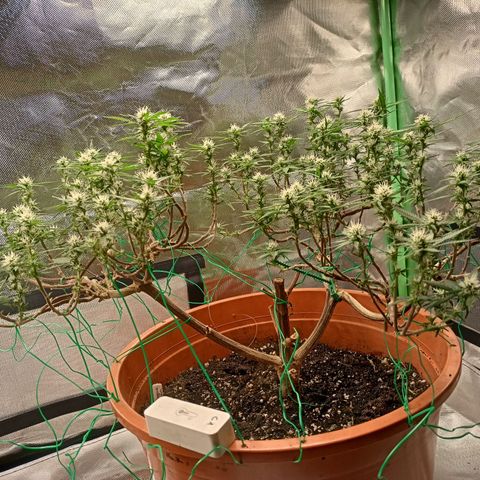 Shogun Rege growlog timeline photo