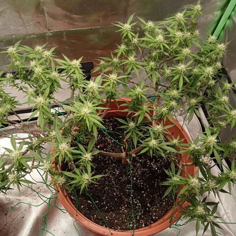 Shogun Rege growlog timeline photo