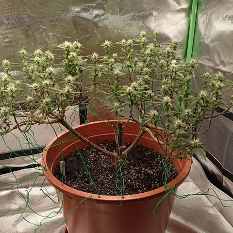 Shogun Rege growlog timeline photo