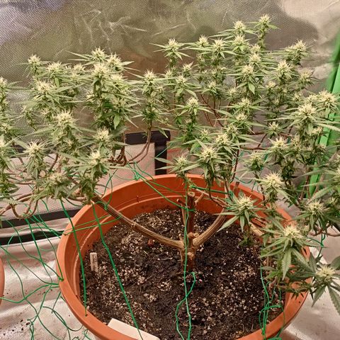 Shogun Rege growlog timeline photo