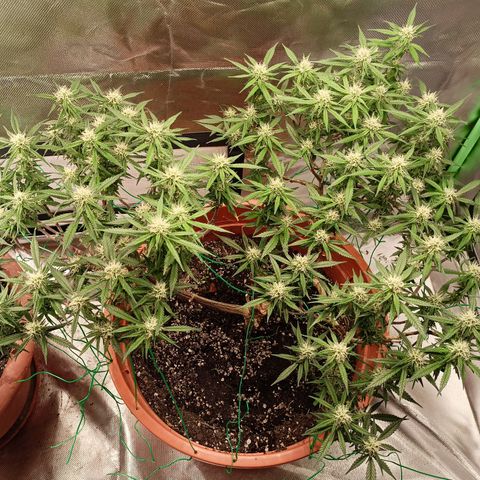 Shogun Rege growlog timeline photo