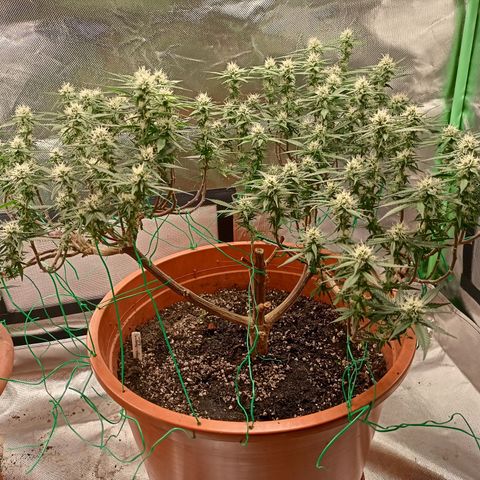 Shogun Rege growlog timeline photo