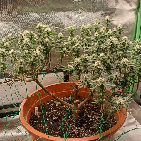 Shogun Rege growlog timeline photo