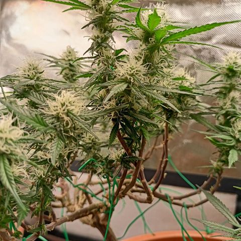 Shogun Rege growlog timeline photo