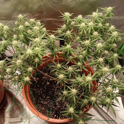 Shogun Rege growlog timeline photo