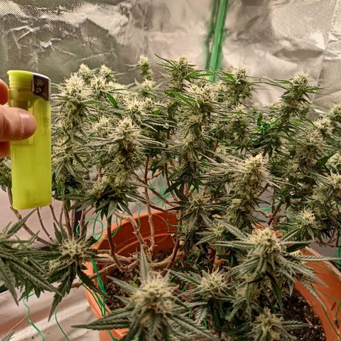 Shogun Rege growlog timeline photo