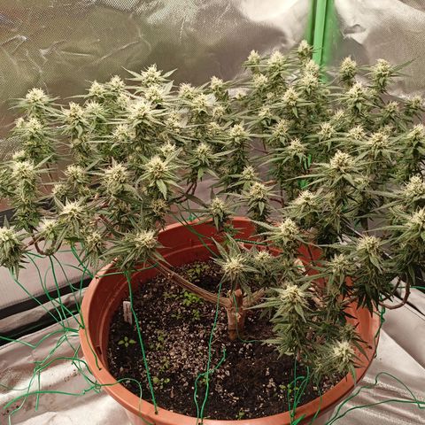 Shogun Rege growlog timeline photo