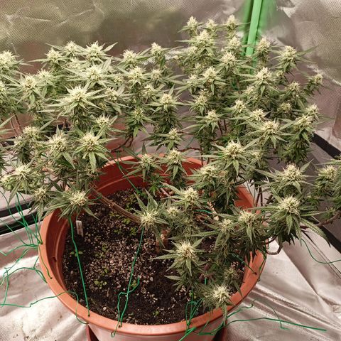 Shogun Rege growlog timeline photo