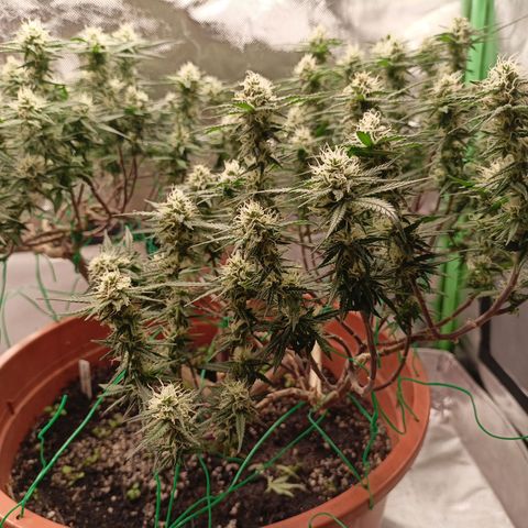 Shogun Rege growlog timeline photo