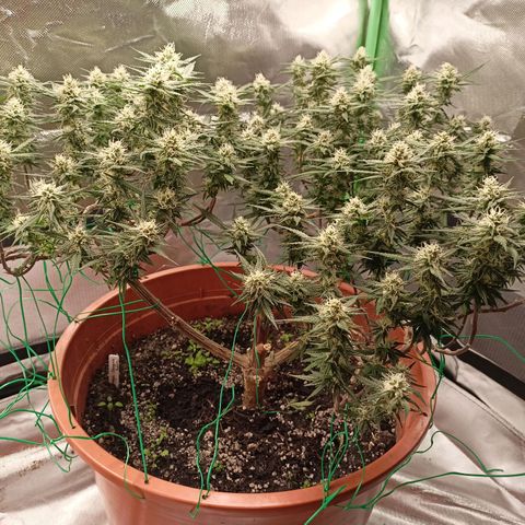 Shogun Rege growlog timeline photo