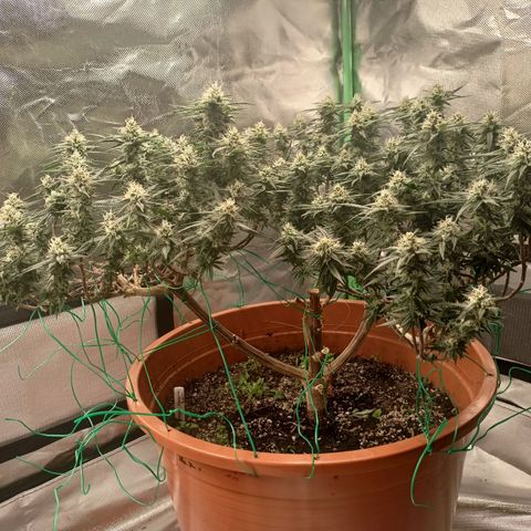 Shogun Rege growlog timeline photo