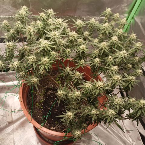 Shogun Rege growlog timeline photo