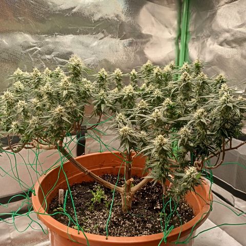 Shogun Rege growlog timeline photo