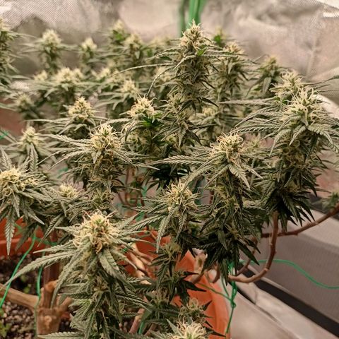Shogun Rege growlog timeline photo