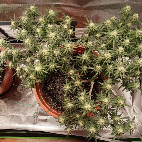 Shogun Rege growlog timeline photo