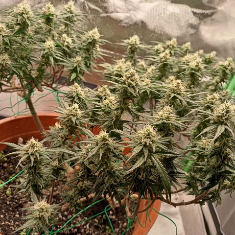 Shogun Rege growlog timeline photo