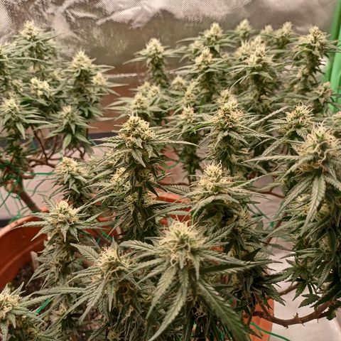 Shogun Rege growlog timeline photo