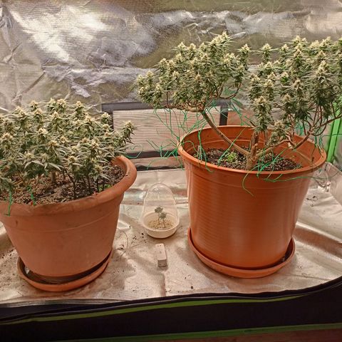 Shogun Rege growlog timeline photo