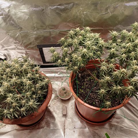 Shogun Rege growlog timeline photo