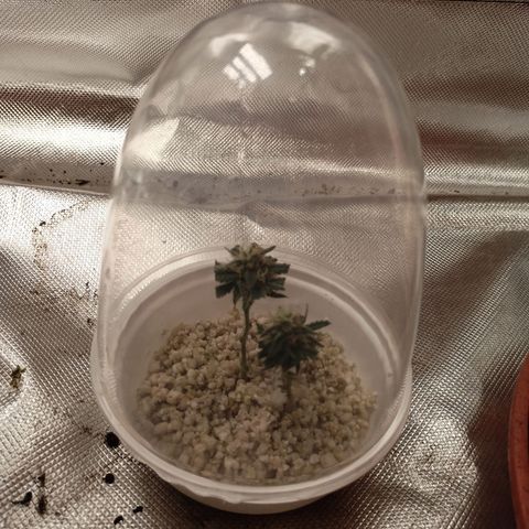 Shogun Rege growlog timeline photo